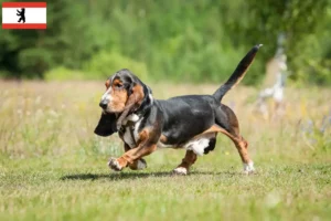 Read more about the article Basset Hound hodowcy i szczenięta w Berlin