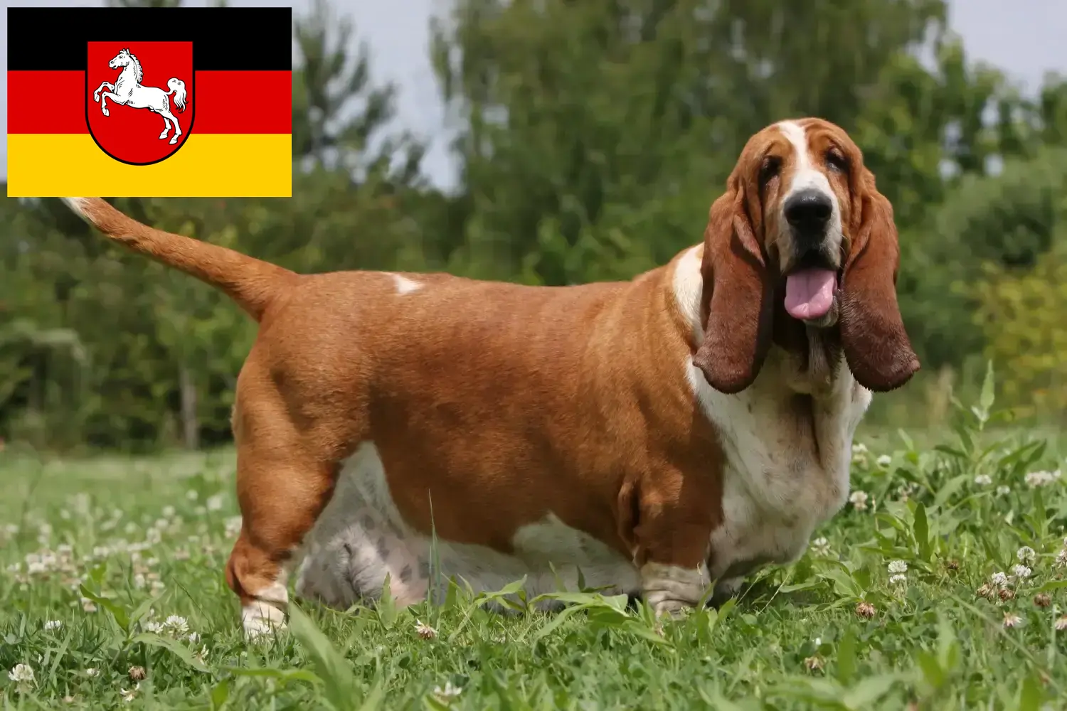 Read more about the article Hodowcy i szczenięta Basset Hound w Dolna Saksonia