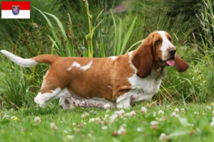 Read more about the article Hodowcy i szczenięta Basset Hound w Hesja