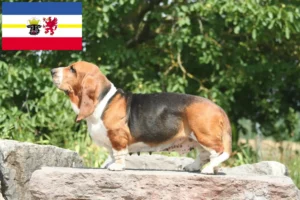 Read more about the article Hodowcy i szczenięta Basset Hound w Meklemburgia-Pomorze Przednie