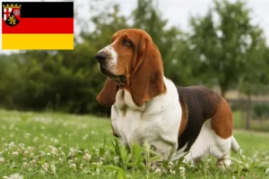 Read more about the article Hodowcy i szczenięta Basset Hound w Nadrenia-Palatynat