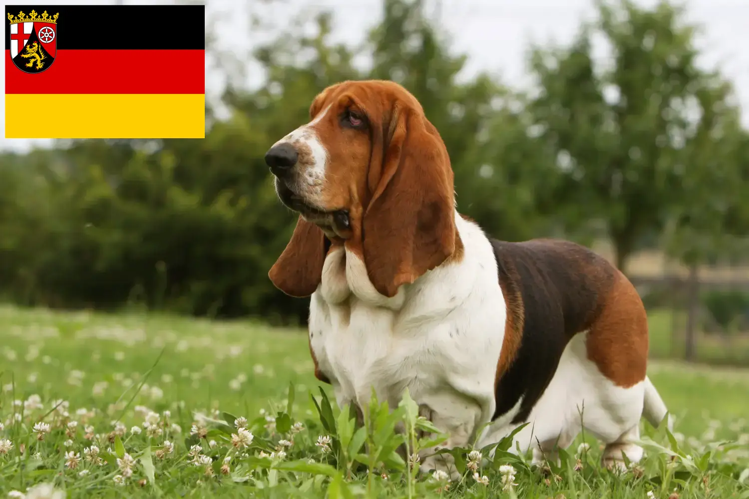Read more about the article Hodowcy i szczenięta Basset Hound w Nadrenia-Palatynat