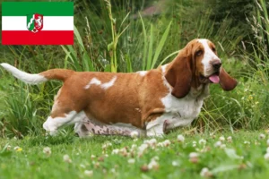 Read more about the article Hodowcy i szczenięta Basset Hound w Nadrenia Północna-Westfalia