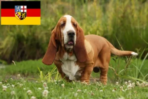 Read more about the article Hodowcy i szczenięta Basset Hound w Kraj Saary