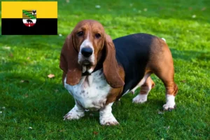 Read more about the article Hodowcy i szczenięta Basset Hound w Saksonia-Anhalt