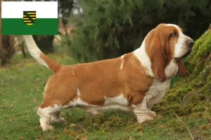 Read more about the article Hodowcy i szczenięta Basset Hound w Saksonia