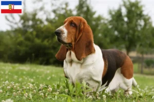 Read more about the article Hodowcy i szczenięta Basset Hound w Szlezwik-Holsztyn