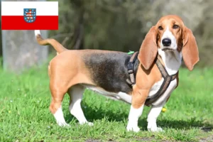 Read more about the article Basset Hound hodowcy i szczenięta w Turyngia