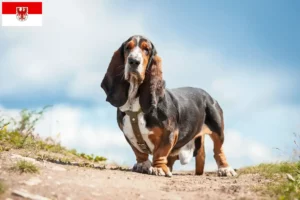 Read more about the article Hodowcy i szczenięta Basset Hound w Brandenburgia