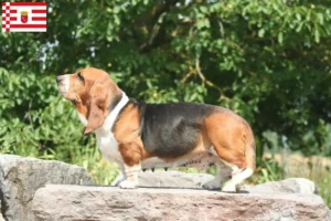 Read more about the article Hodowcy i szczenięta Basset Hound w Brema