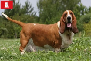 Read more about the article Basset Hound hodowcy i szczenięta w Hamburg