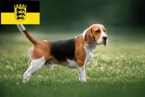 Read more about the article Hodowcy i szczenięta beagle w Badenia-Wirtembergia