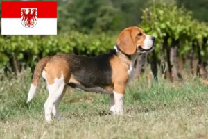 Read more about the article Hodowcy i szczenięta beagle w Brandenburgia