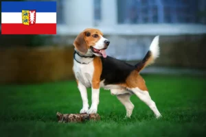 Read more about the article Hodowcy i szczenięta Beagle w Szlezwik-Holsztyn