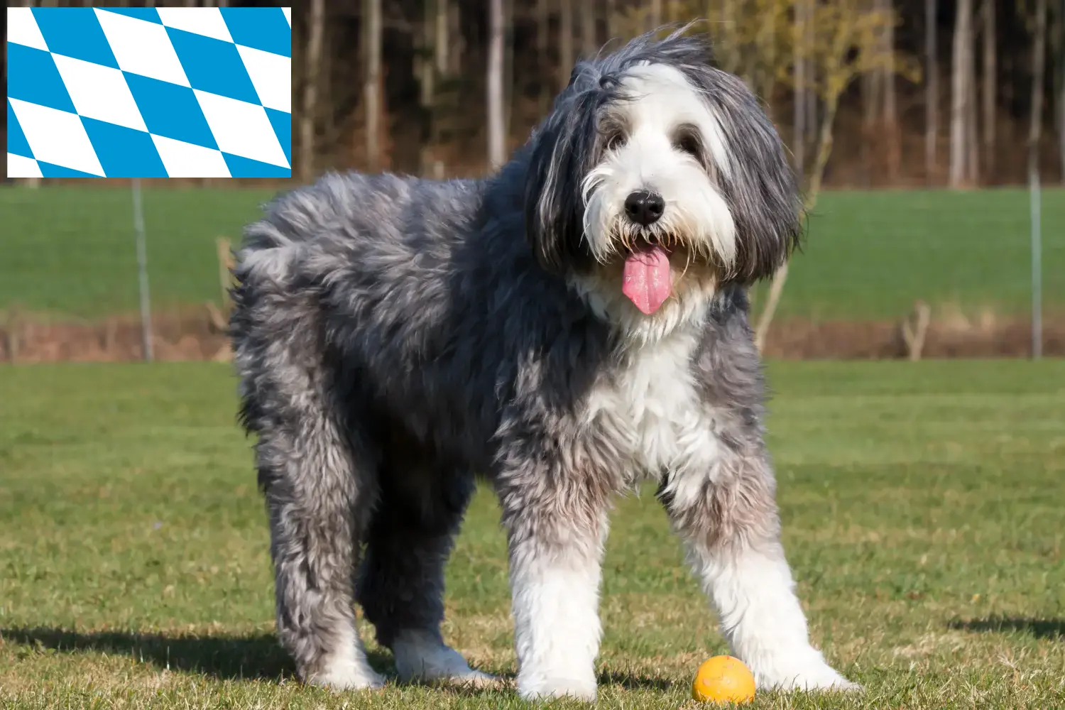 Szczenięta i hodowcy Bearded Collie Bawaria Tutaj znajdziesz hodowców Bearded collie w Bawaria.
