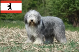 Read more about the article Hodowcy i szczenięta Bearded Collie w Berlin