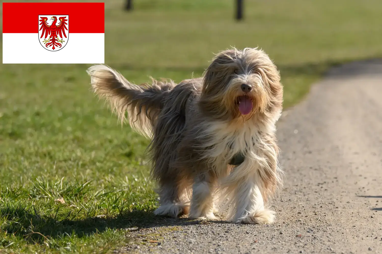Szczenięta i hodowcy Bearded Collie Brandenburg Tutaj znajdziesz hodowców rasy Bearded collie w Brandenburgia.