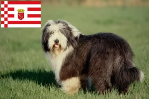 Read more about the article Hodowcy i szczenięta Bearded Collie w Brema