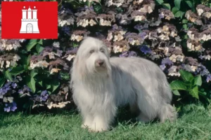 Read more about the article Hodowcy i szczenięta Bearded Collie w Hamburg