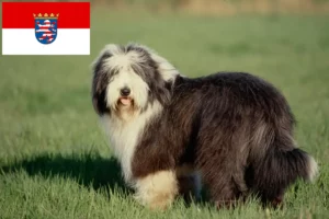 Read more about the article Hodowcy i szczenięta Bearded Collie w Hesja