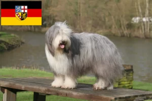 Read more about the article Hodowcy i szczenięta Bearded Collie w Kraj Saary