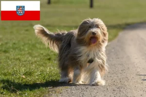 Read more about the article Hodowcy i szczenięta Bearded Collie w Turyngia