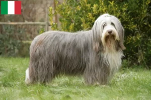 Read more about the article Hodowcy i szczenięta Bearded Collie w Włochy