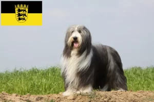 Read more about the article Hodowcy i szczenięta Bearded Collie w Badenia-Wirtembergia