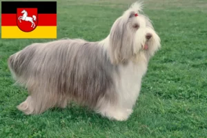 Read more about the article Hodowcy i szczenięta Bearded Collie w Dolna Saksonia