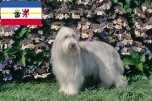 Read more about the article Hodowcy i szczenięta Bearded Collie w Meklemburgia-Pomorze Przednie