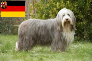 Read more about the article Hodowcy i szczenięta Bearded Collie w Nadrenia-Palatynat