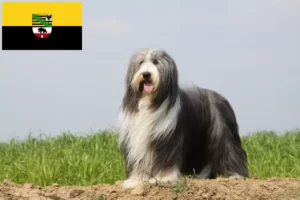 Read more about the article Hodowcy i szczenięta Bearded Collie w Saksonia-Anhalt