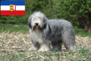 Read more about the article Hodowcy i szczenięta Bearded Collie w Szlezwik-Holsztyn
