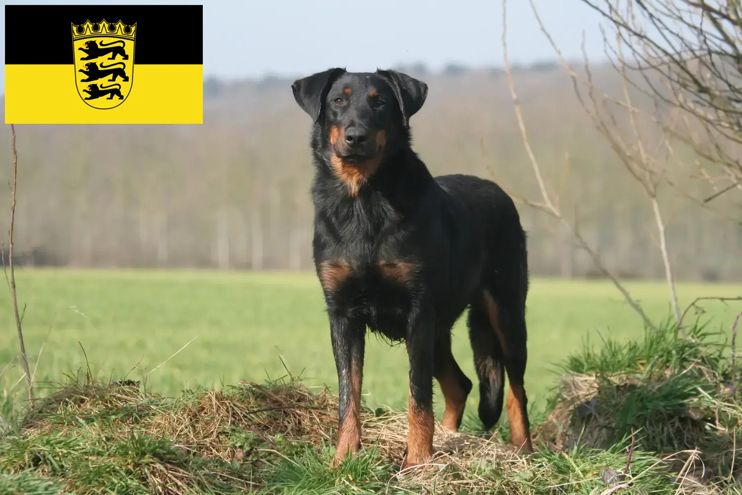 Beauceron szczenięta i hodowcy Badenia-Wirtembergia Tutaj znajdziesz hodowców rasy Beauceron w Badenia-Wirtembergia.