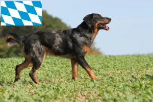 Read more about the article Hodowcy i szczenięta Beauceron w Bawaria