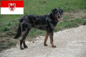 Read more about the article Hodowcy i szczenięta Beauceron w Brandenburgia