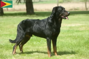 Read more about the article Beauceron hodowcy i szczenięta w Gujana