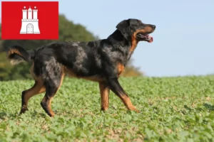 Read more about the article Beauceron hodowcy i szczenięta w Hamburg