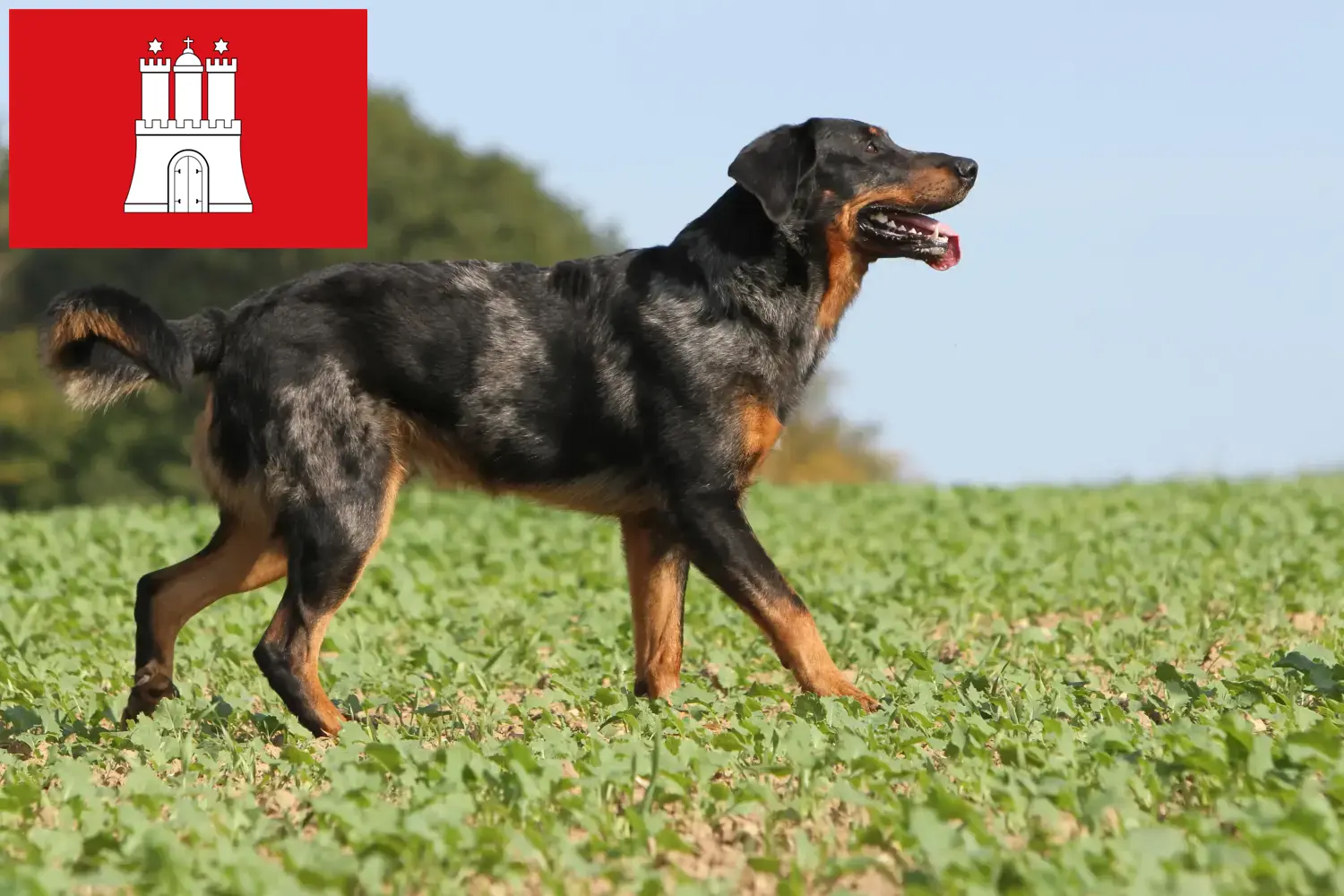 Beauceron szczenięta i hodowcy Hamburg Tutaj znajdziesz hodowców rasy Beauceron w Hamburg.