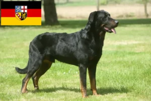 Read more about the article Hodowcy i szczenięta Beauceron w Kraj Saary