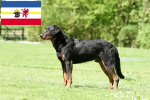 Read more about the article Hodowcy i szczenięta Beauceron w Meklemburgia-Pomorze Przednie