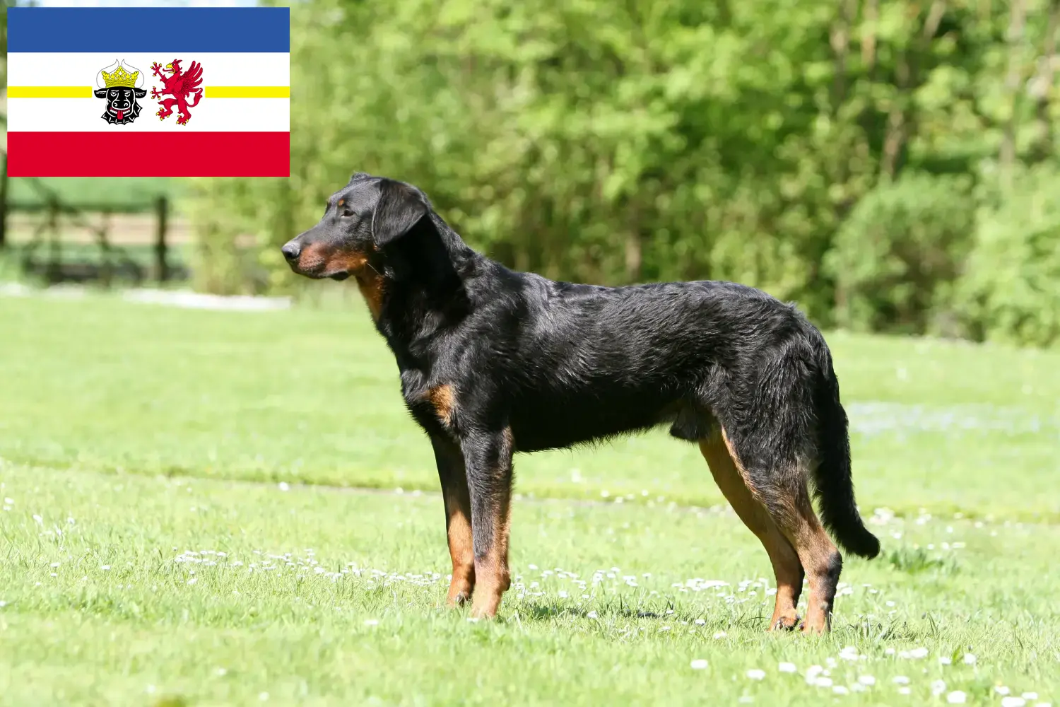Beauceron szczenięta i hodowcy Meklemburgia-Pomorze Przednie Tutaj znajdziesz hodowców rasy Beauceron w Meklemburgia-Pomorze Przednie.