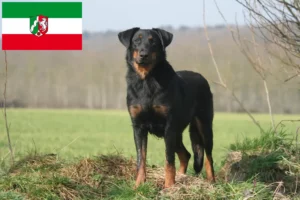 Read more about the article Hodowcy i szczenięta Beauceron w Nadrenia Północna-Westfalia