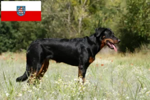 Read more about the article Beauceron hodowcy i szczenięta w Turyngia