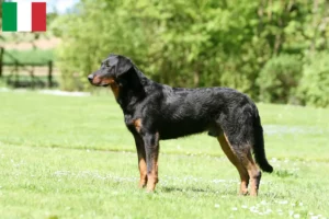 Read more about the article Hodowcy i szczenięta Beauceron w Włochy