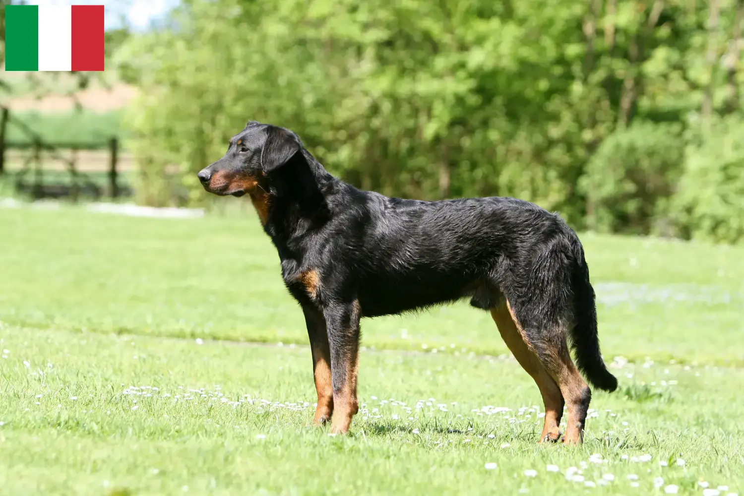 Read more about the article Hodowcy i szczenięta Beauceron w Włochy