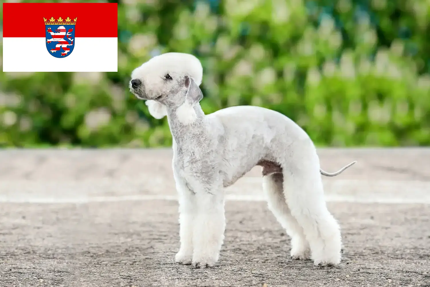 Bedlington terrier szczenięta i hodowcy Hesja Tutaj znajdziesz hodowców rasy Bedlington terrier w Hesja.