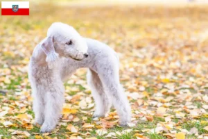 Read more about the article Hodowcy i szczenięta Bedlington terrier w Turyngia