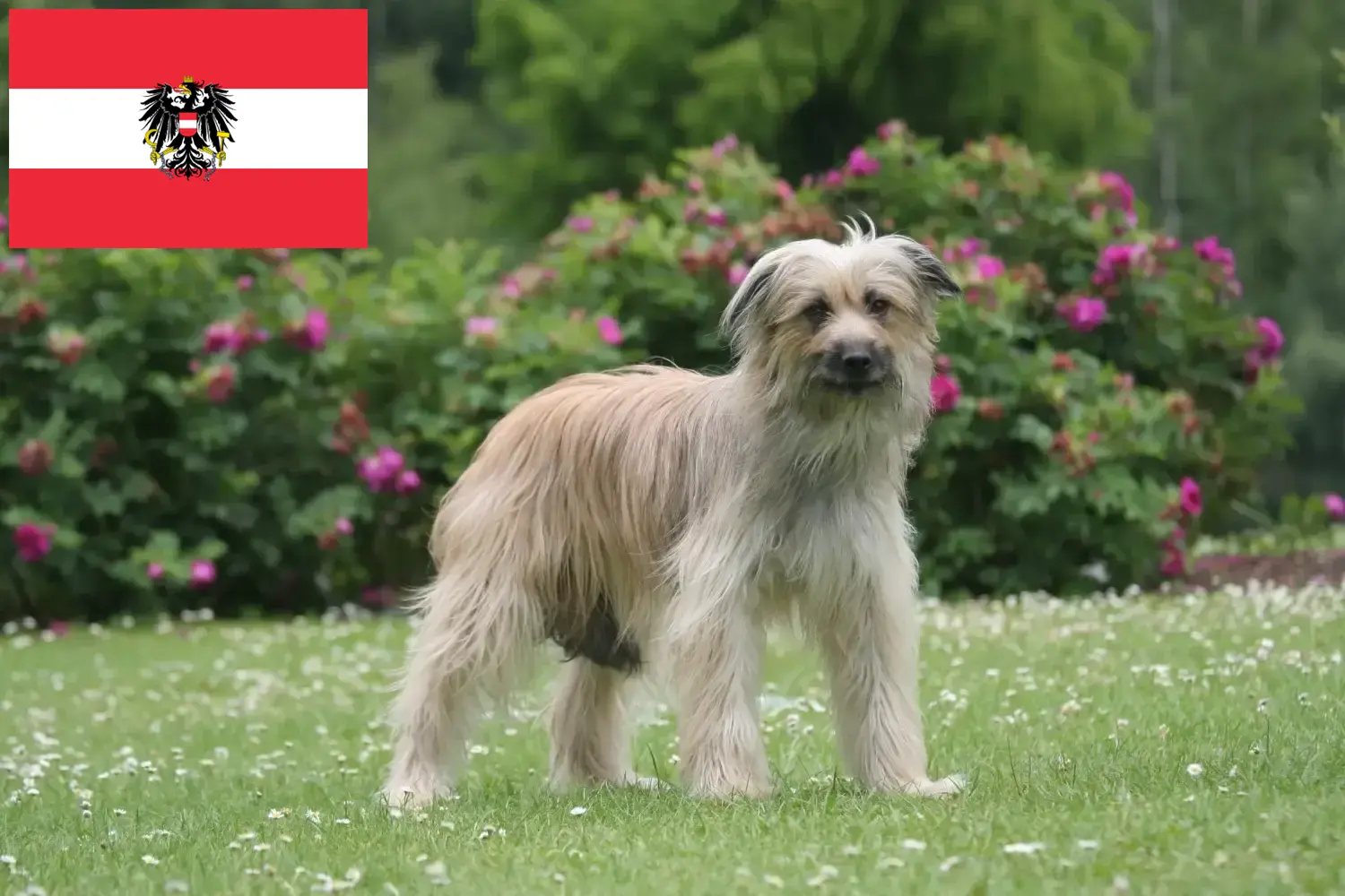 Berger des Pyrenees szczenięta i hodowcy Austria Tutaj znajdziesz hodowców rasy Berger des Pyrenees w Austria.