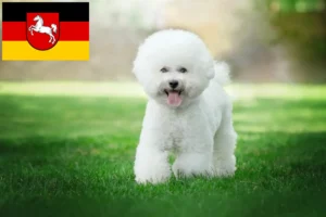 Read more about the article Hodowcy i szczenięta Bichon fryzyjski w Dolna Saksonia